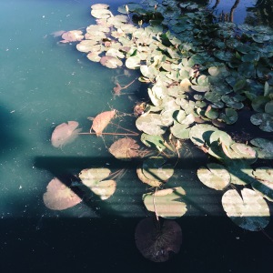 Echo Park Lake water lilies. 